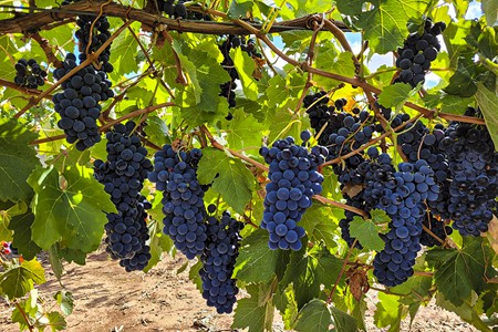 grapes